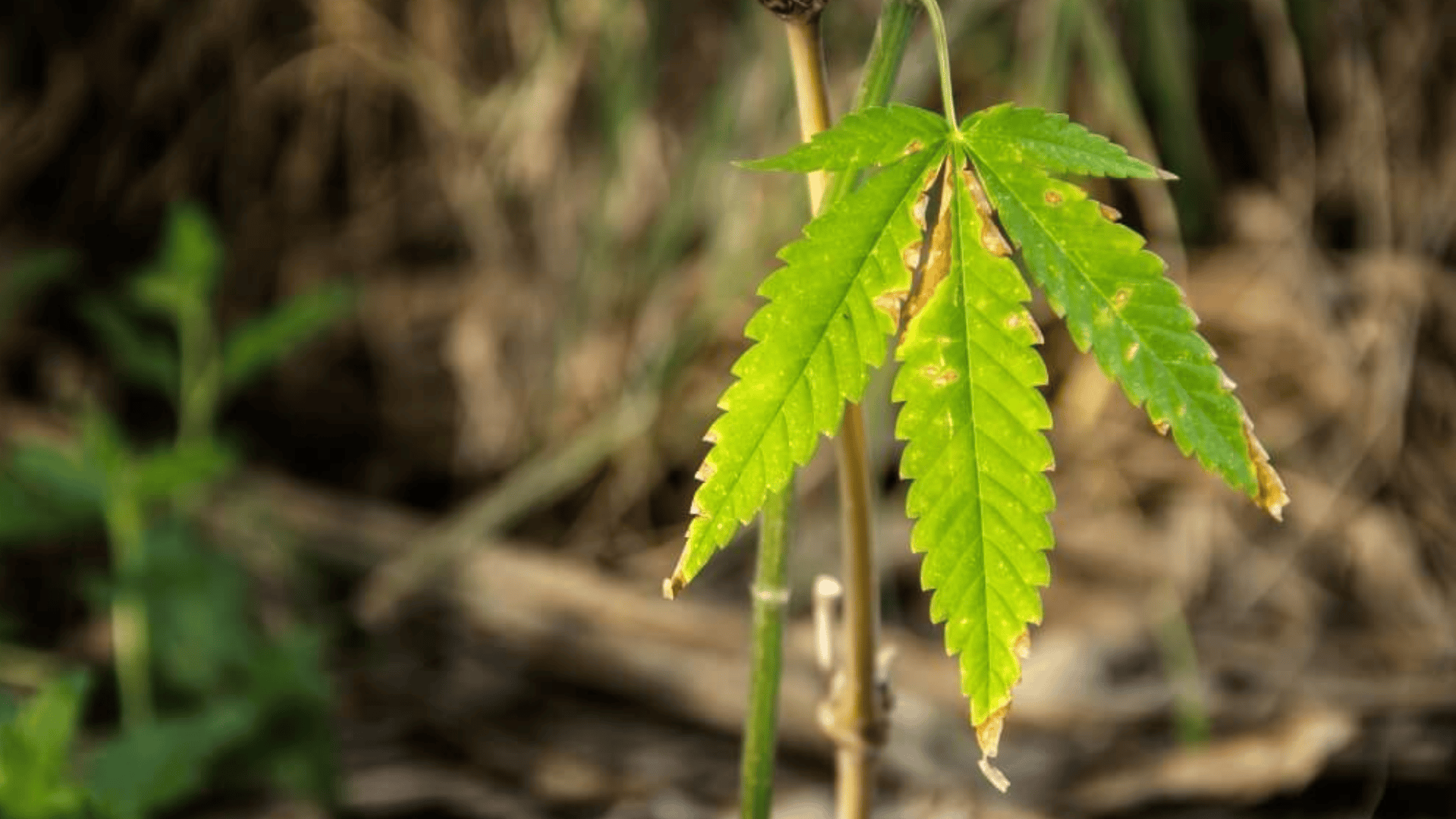 sulfur deficiency in cannabis