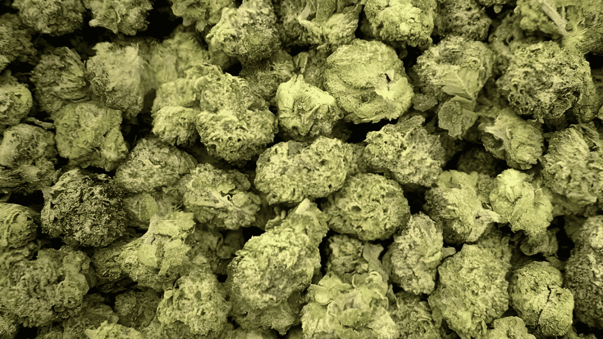 thc cbd and terpene profile bubblegum runtz strain