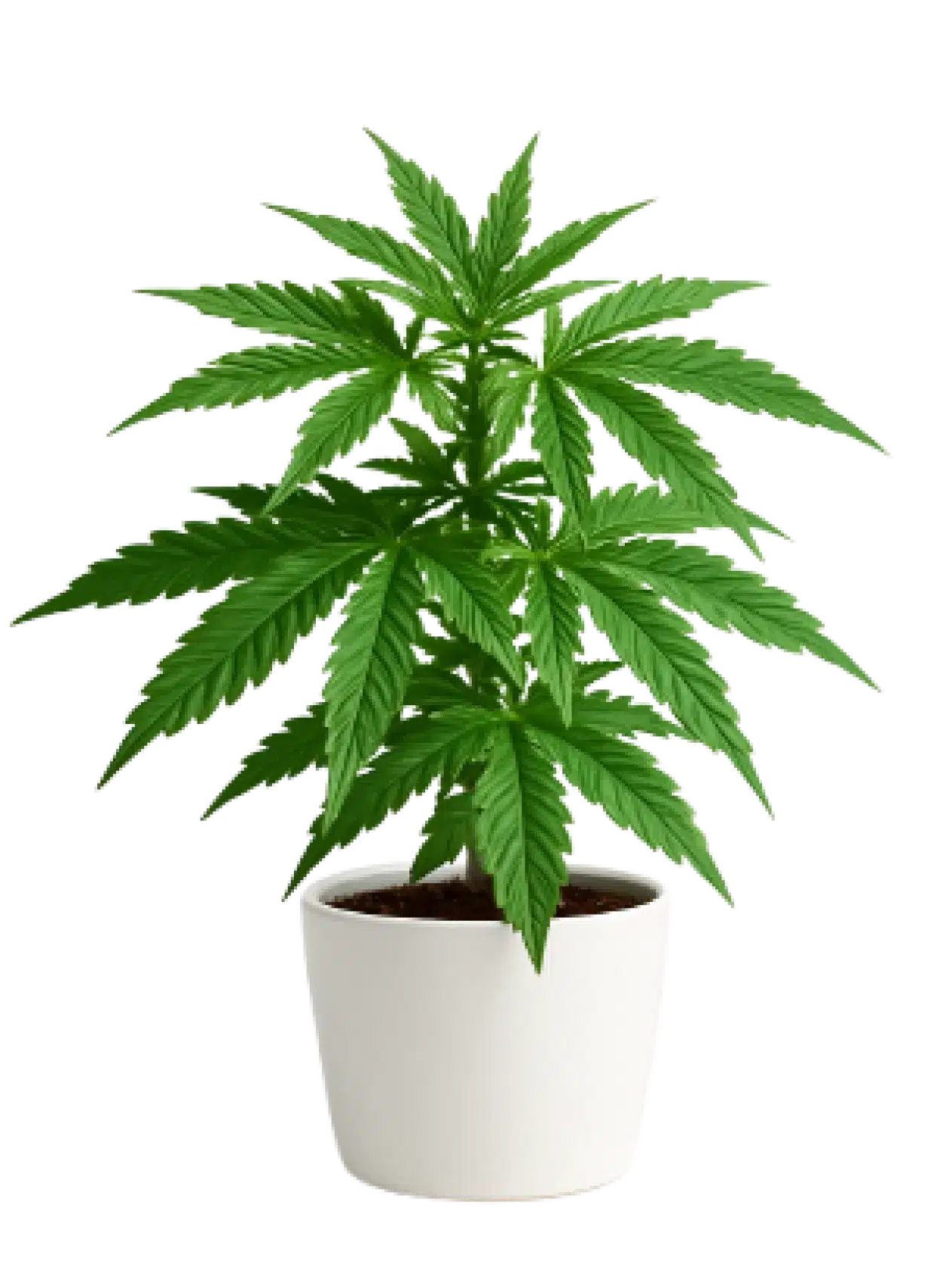 tree image