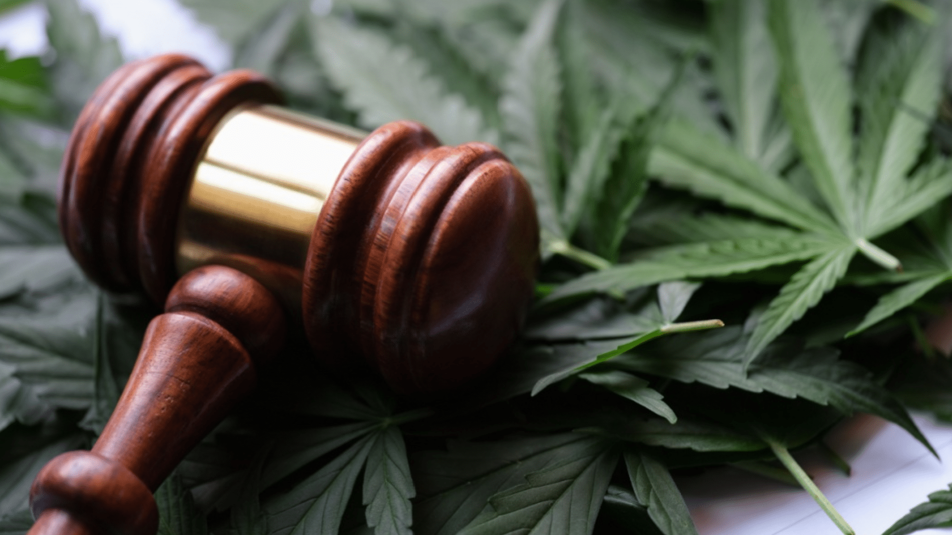 federal legal status of thca in the us