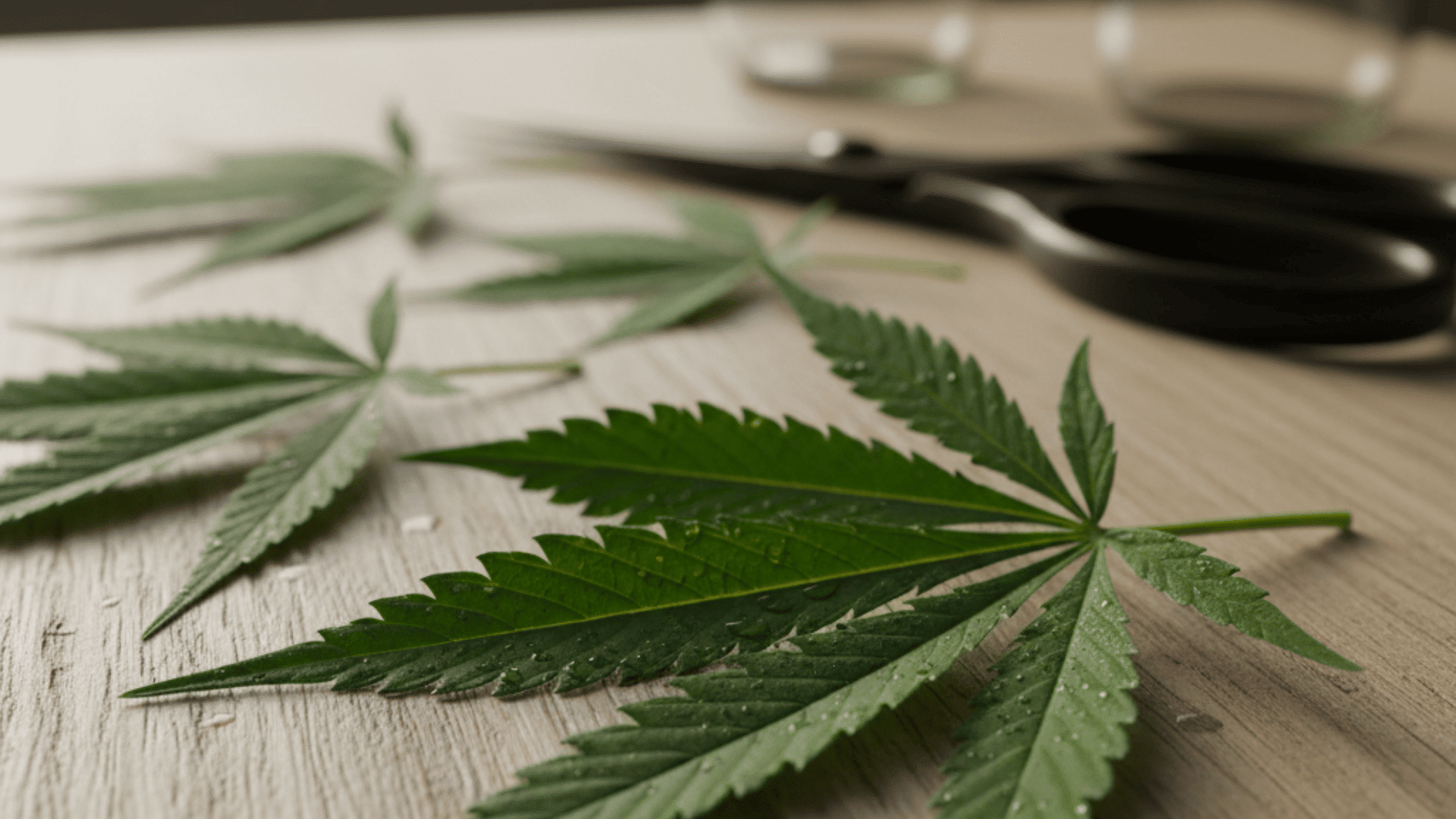 what research and studies say about weed allergy