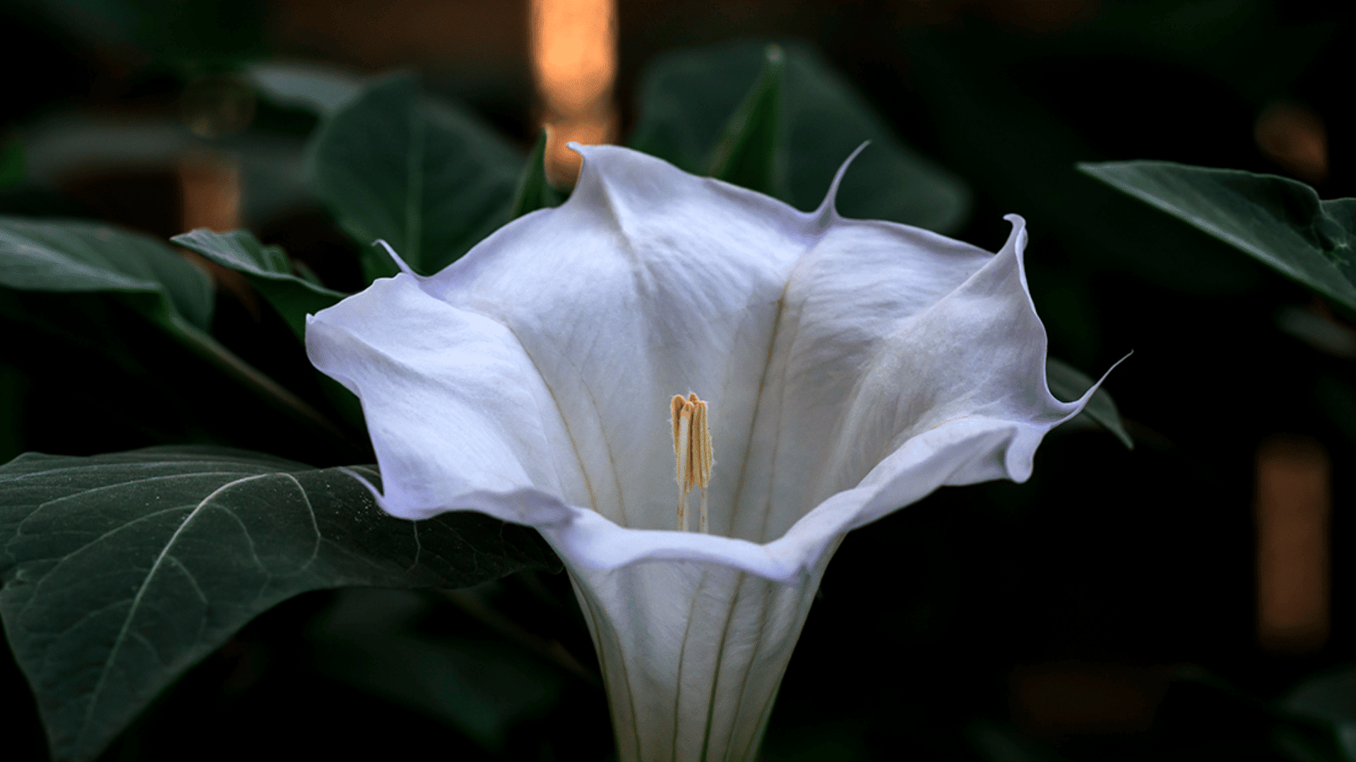 9. Datura