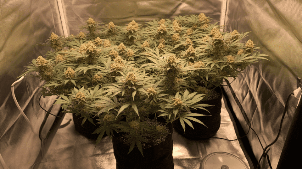 a healthy grow of gary payton cannabis strain in an indoor tent, with frosty buds and lush leave