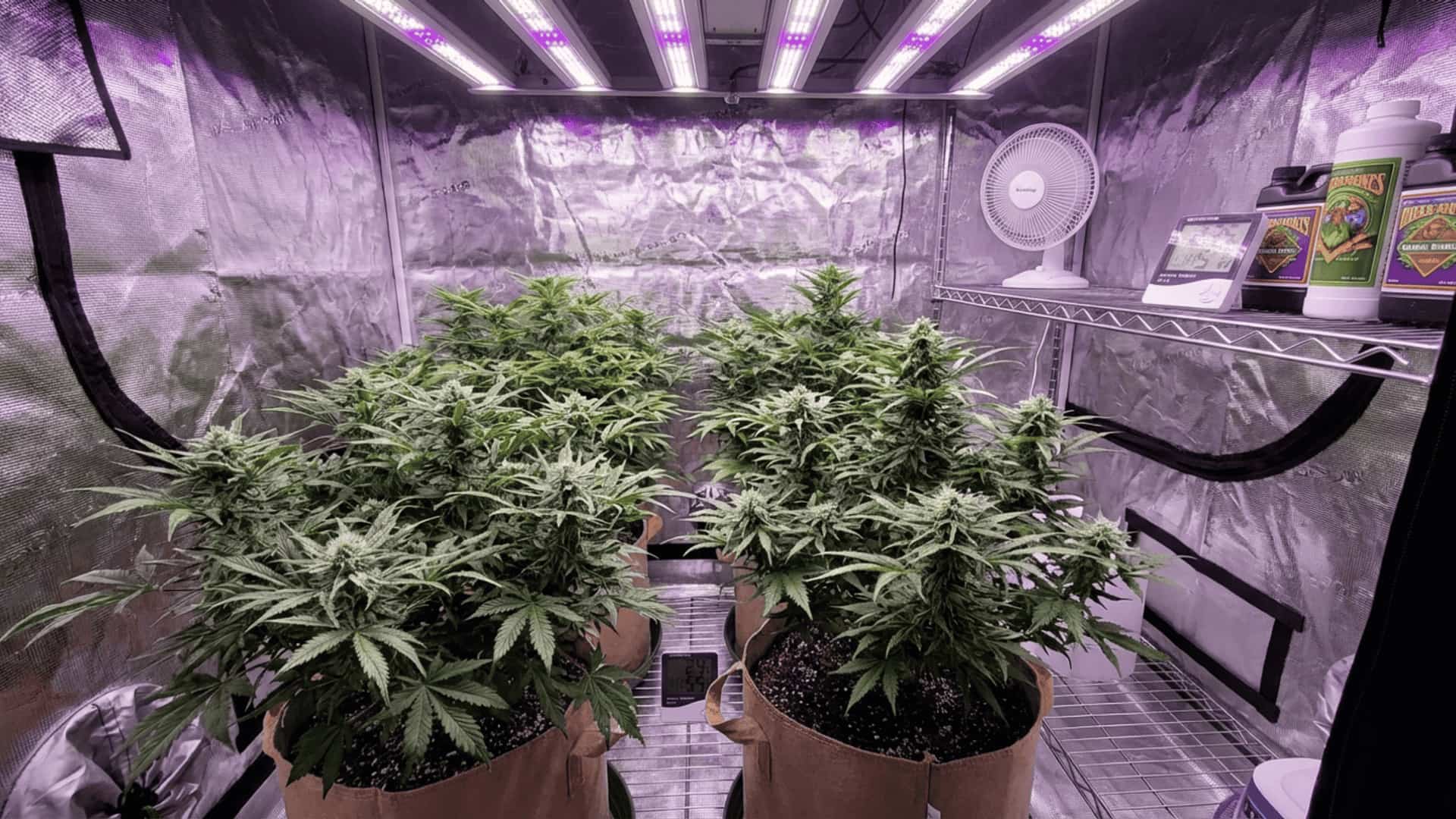 cheetah piss cannabis plants growing in fabric pots inside an indoor grow tent under led lights