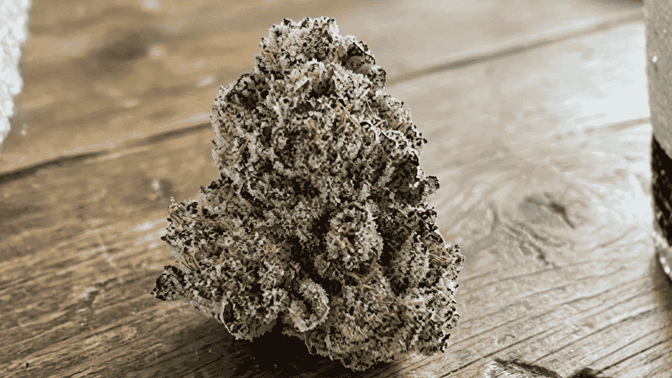 close-up macro of frosty cannabis bud with purple and green tones on weathered wooden surface