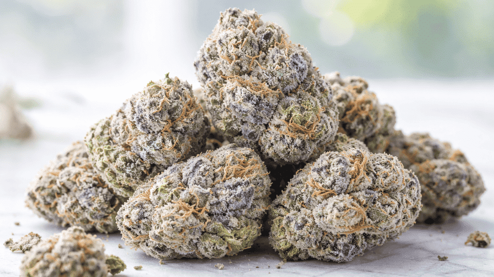 close-up of Blue Dream cannabis buds with frosty trichomes green and purple tones, and orange hairs on a clean background