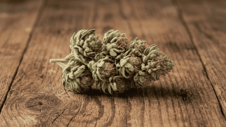close-up of blue nerds cannabis buds with purple hues, frosty trichomes, and orange hairs on dark background