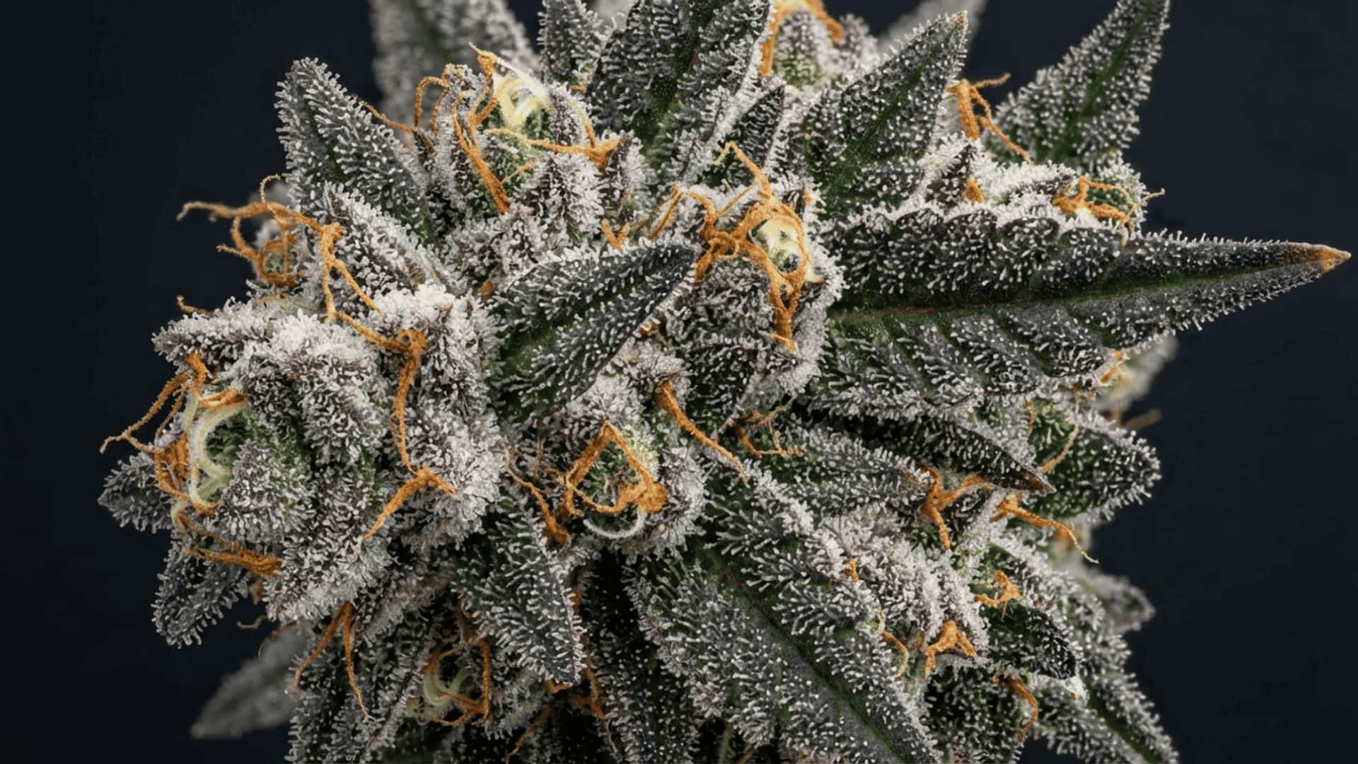 close-up of northern lights cannabis bud showing frosty trichomes, orange pistils, and vibrant purple streaks
