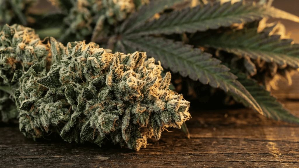 close-up of northern lights cannabis bud with trichomes, highlighting its dense structure and resin coating