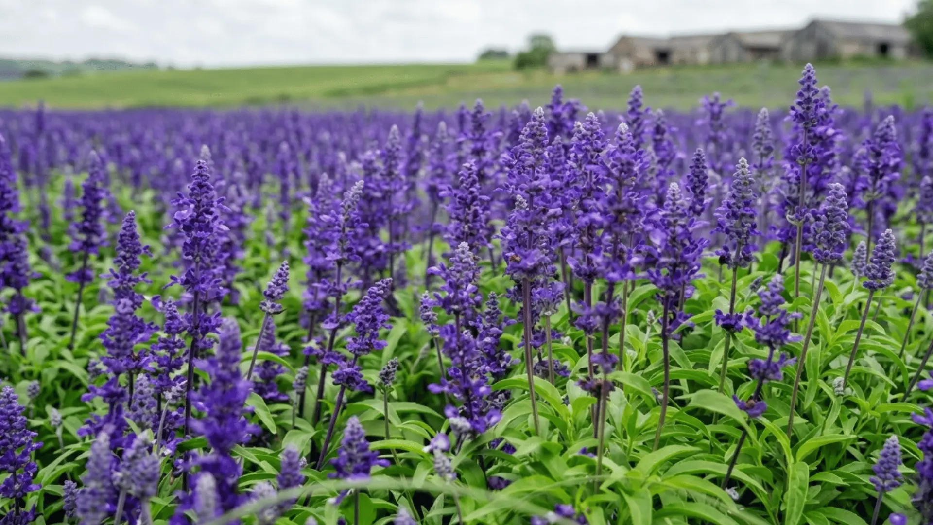 close-up photograph of nature and fresh salvia divinorum with the eye level shot.