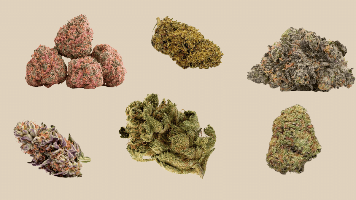 differeent strains of cannabis that are beneficcial for issues like sleep, pain, and anxiety