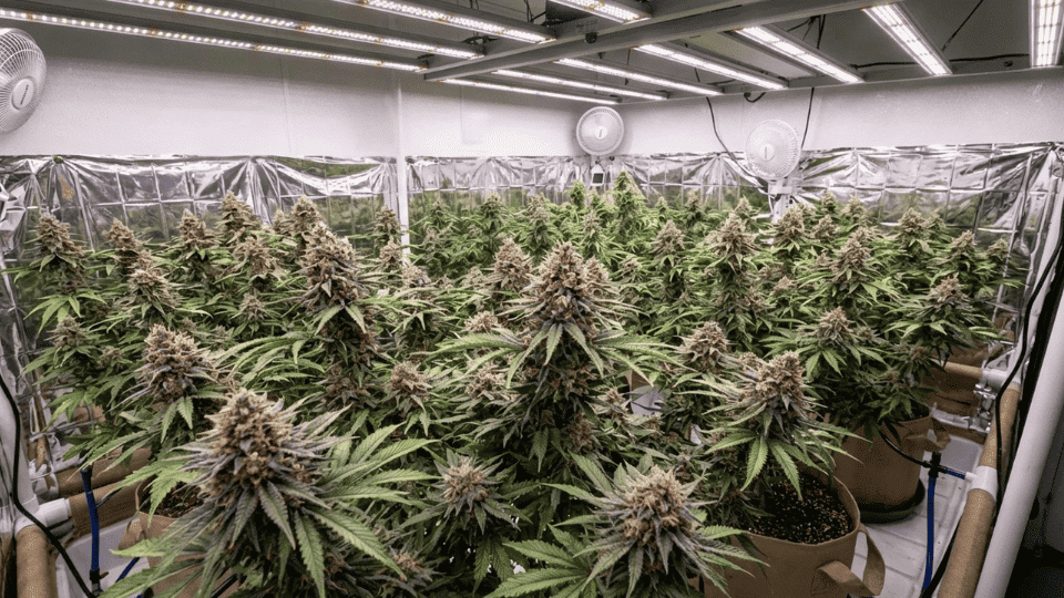 indoor cannabis grow room with healthy rainbow runtz plants vibrant buds, and controlled lighting setup for optimal growth