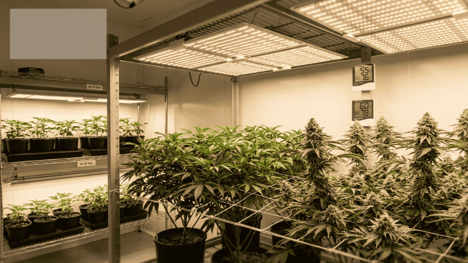 indoor grow setup with do si dos plants in veg and flower stages under led lights with scrog netting