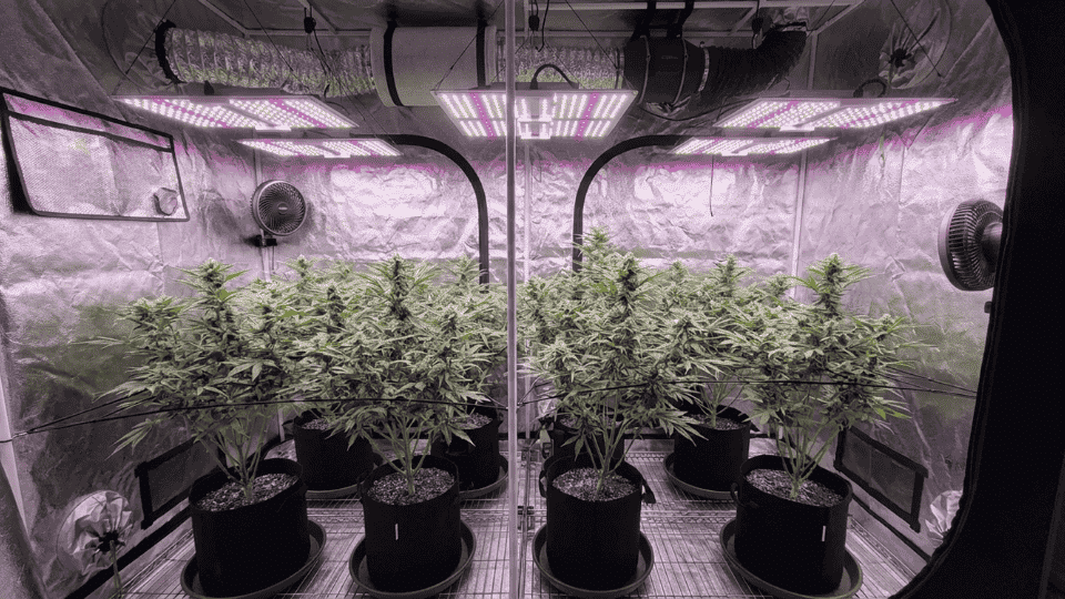 indoor italian ice cannabis plants growing under led lights with dense buds and controlled environment