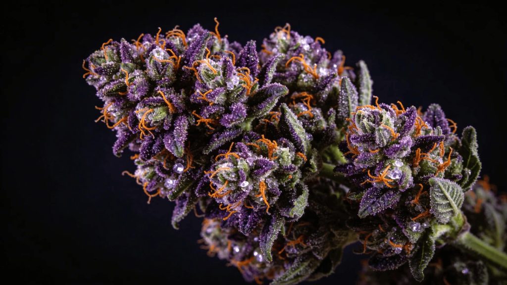 jealousy strain cannabis buds with deep purple coloring bright orange pistils and crystal trichomes on black background