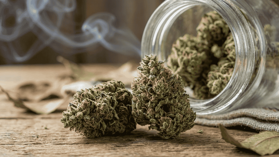 macro shot of super glue strain buds with frosty trichomes, green tones, and orange pistils