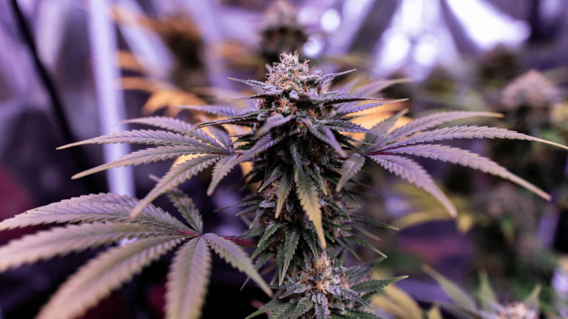 mature cannabis plant in late flowering stage under indoor grow lights showing dense resin covered purple green buds