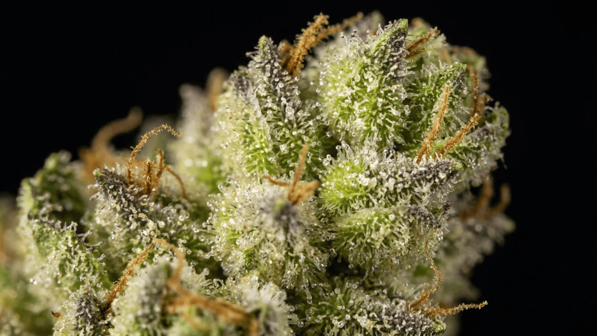 pineapple express cannabis nug macro shot showing sparkling trichomes, orange pistils, and lime green leaves up close