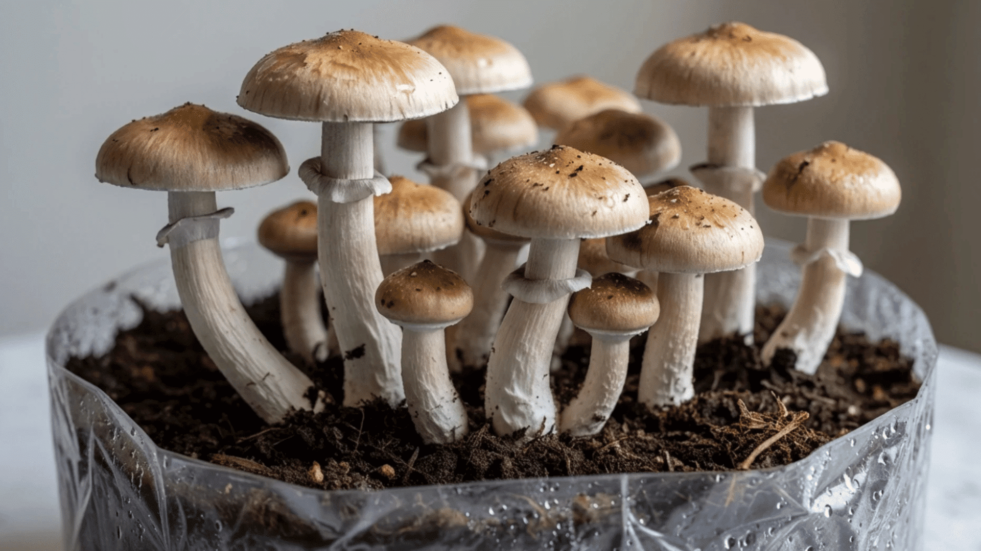 psilocybin-magic-mushrooms