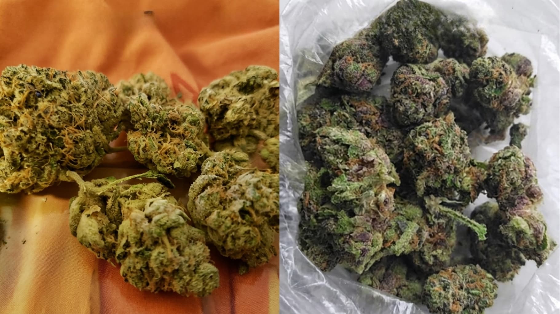 side by side cannabis buds comparison showing lighter airy buds on left and denser darker buds inside bag on right