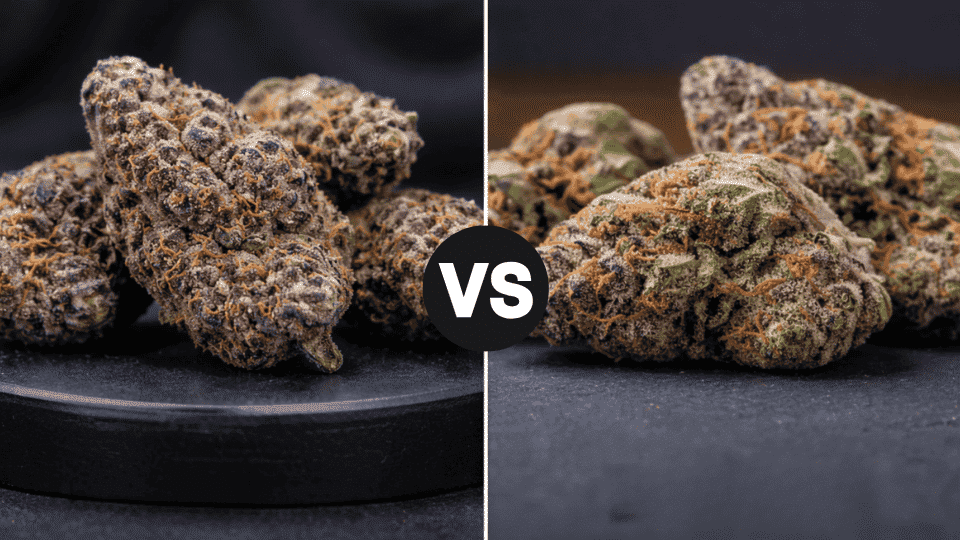 side by side comparison of Blue Nerds and Runtz cannabis buds showing color, texture, and trichome differences with a vs symbol in center
