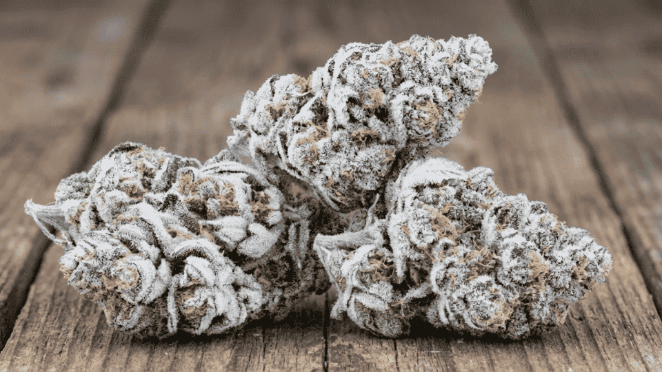 snow caps weed buds grouped on a wooden table with white thca coating and frosty texture