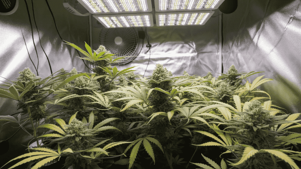 snowcap strain plants growing indoors with dense trichome covered buds under led lights in controlled environment