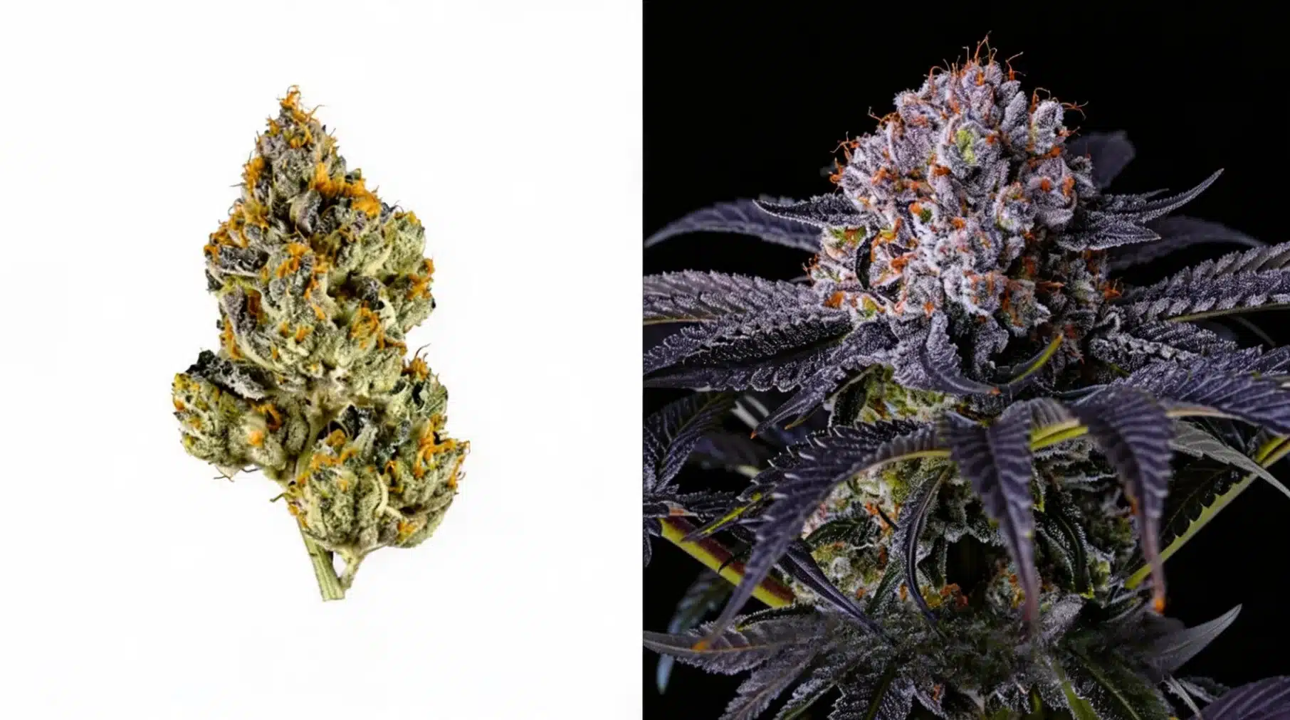 two cannabis buds, one in natural light with green and orange hues, and other under dark lighting, showing purple tones