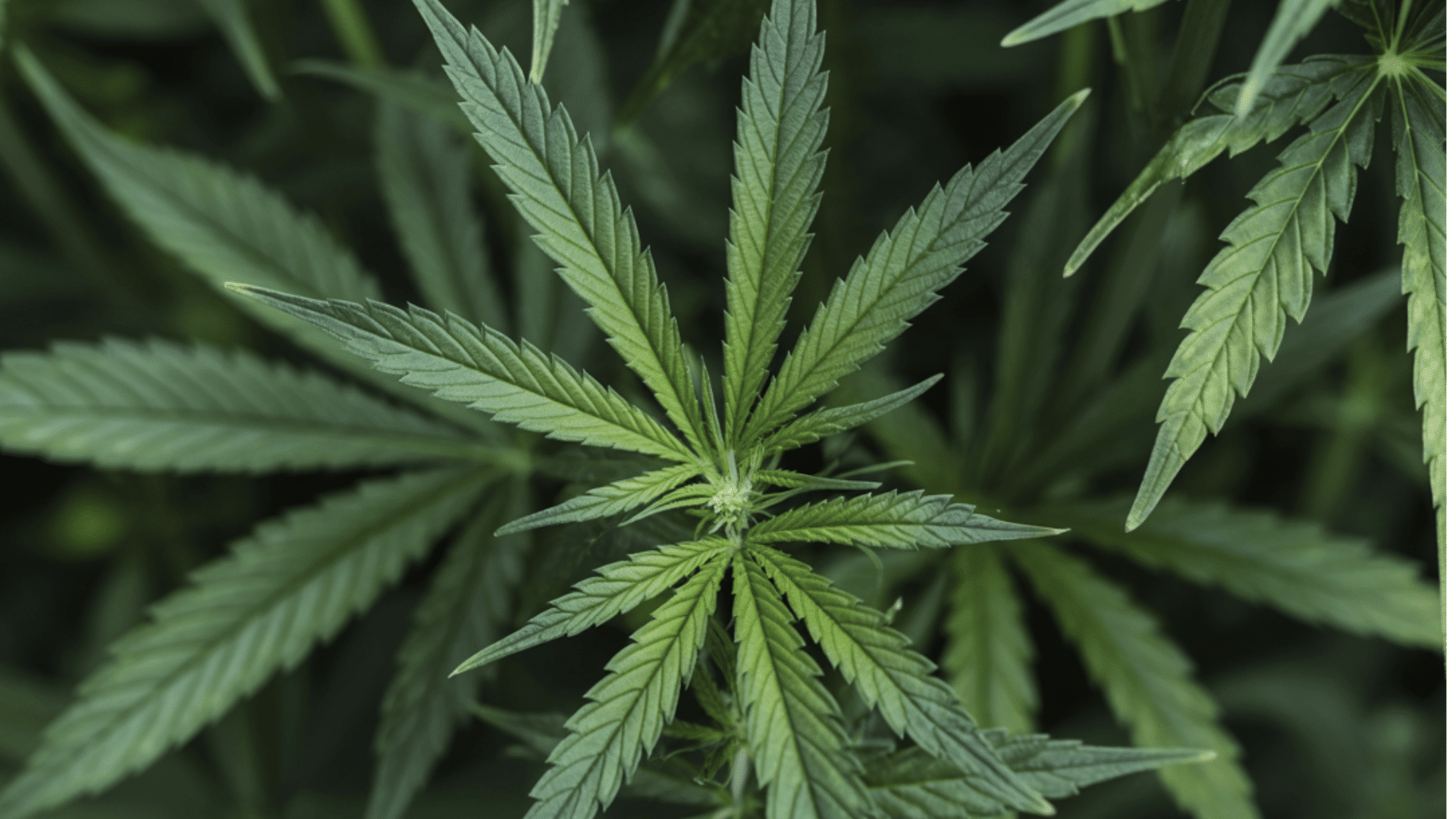 weed-hangover-symptoms-causes-and-recovery-tips