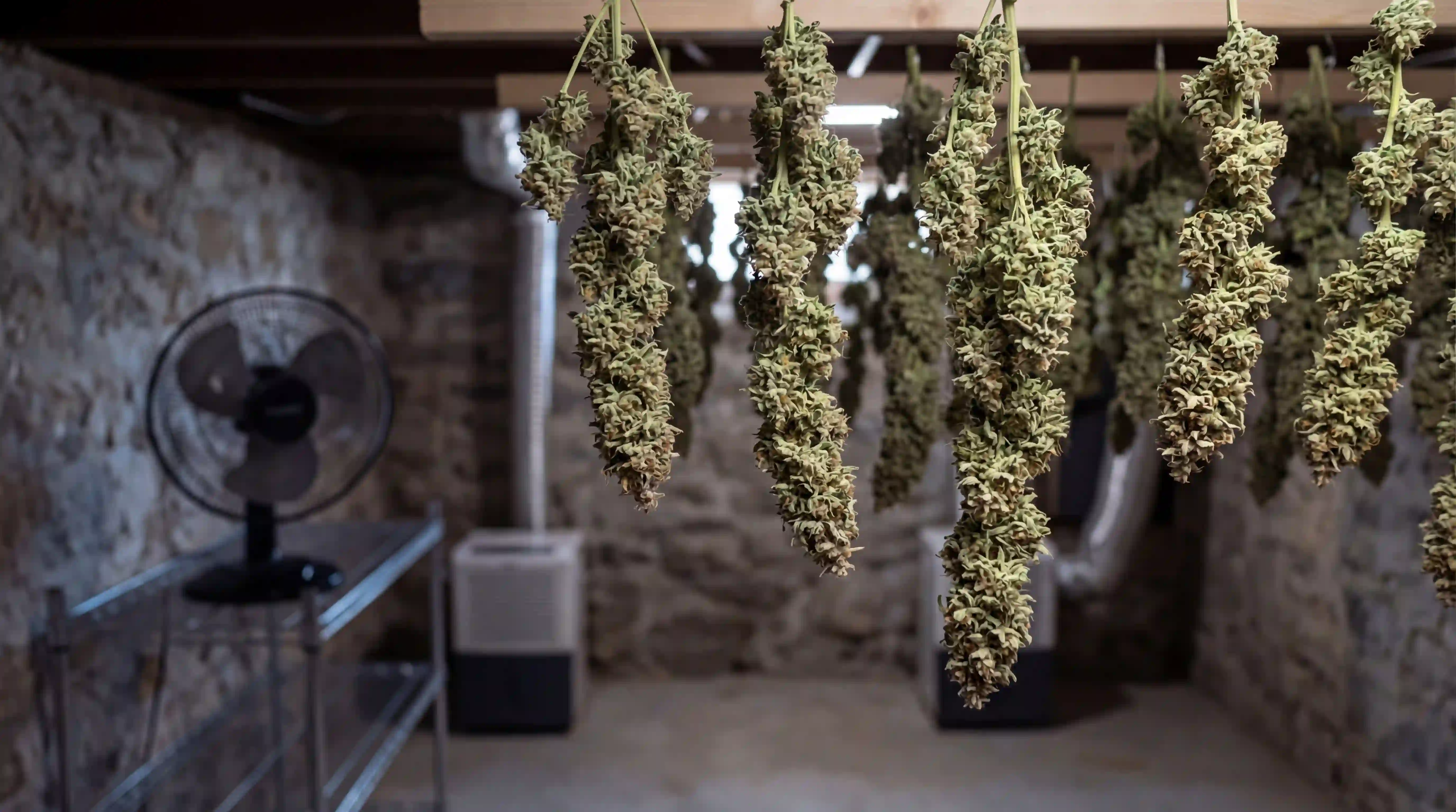 cannabis buds hanging in dark ventilated space drying naturally with airflow