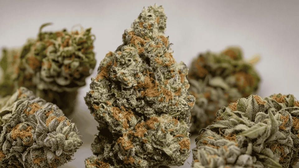 close up of biscotti weed strain buds with frosty trichomes and purple green tones