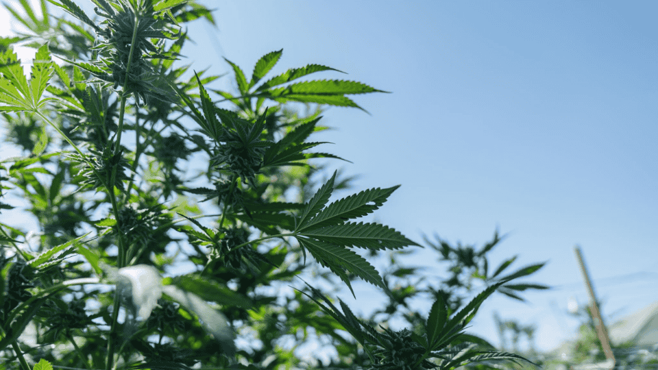 cultivating cannabis a thriving green landscape in nature embrace