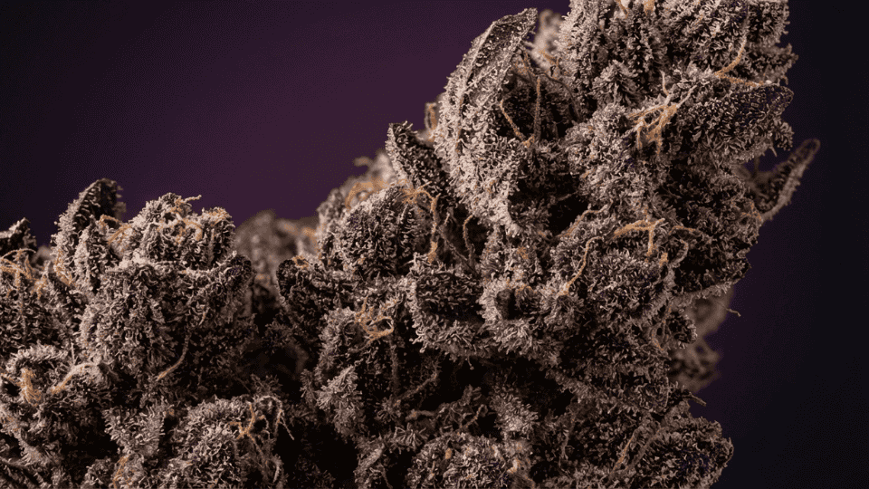 dense purple cannabis buds covered in frosty trichomes under soft studio lighting close up shot