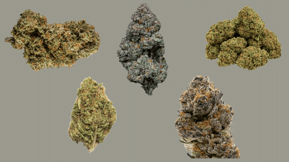 different cannabis strain buds displayed on a grey background, best fruity cannabis strains for daytime use