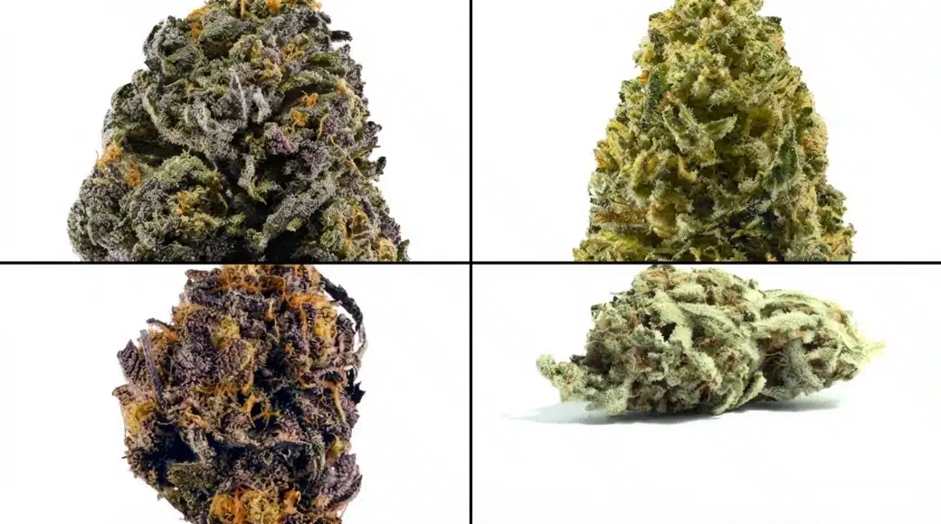 four cannabis buds showing varied colors, textures, and shapes, including green, purple, frosty trichomes, and orange