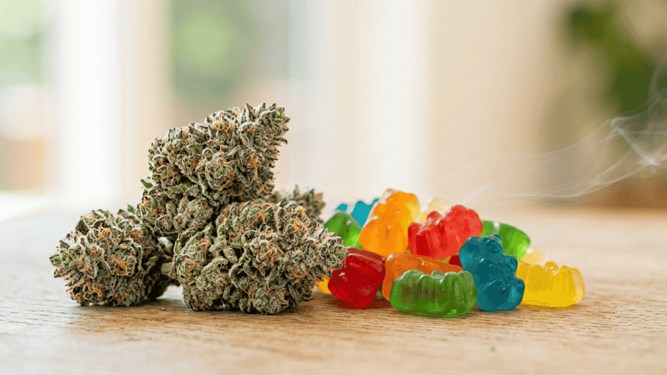 gummy bear strain buds with colorful candies, frosty trichomes, and soft natural light close-up