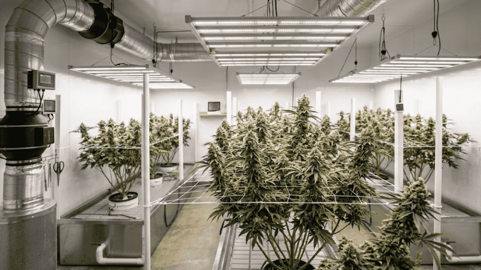 indoor biscotti weed plants growing under lights showing dense buds and controlled setup