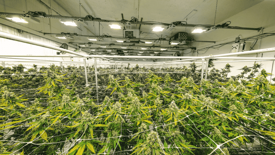 indoor cannabis plants growing under led lights in a controlled environment with rows of healthy green buds