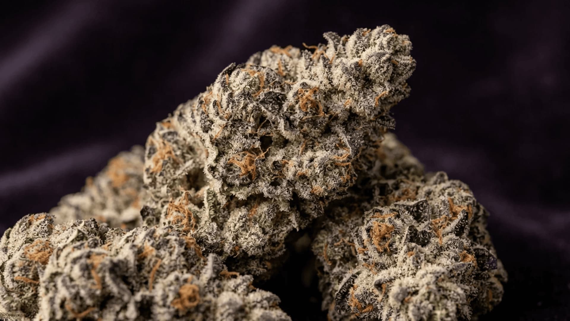 mac 1 strain buds with thick white trichomes and vivid orange pistils on a dark background