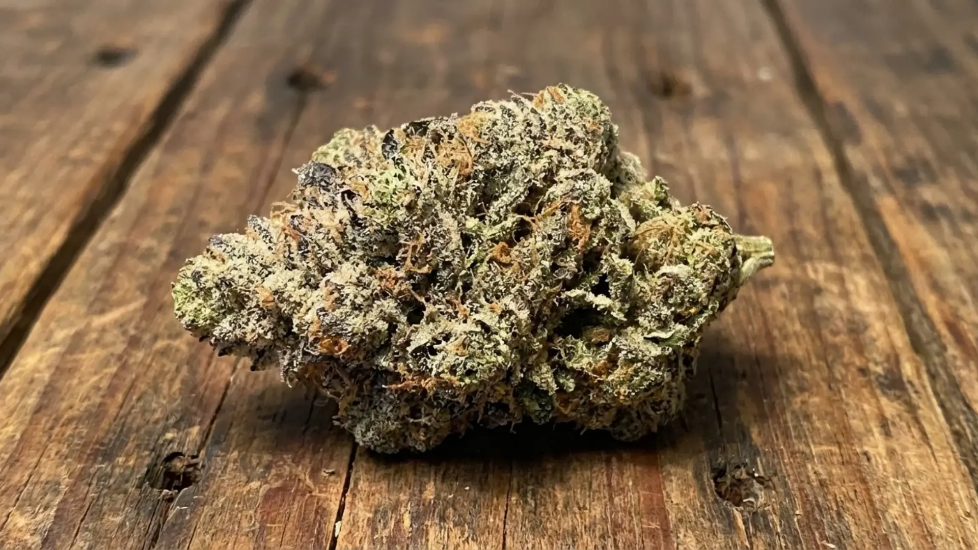 platinum truffles strain cannabis buds with thick resin and orange pistils on a rustic wooden table surface