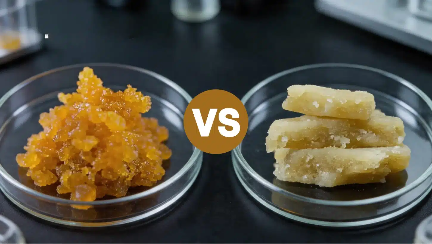 side by side of amber crystalline cannabis live resin versus pale yellow cannabis wax concentrate in two petri dishes