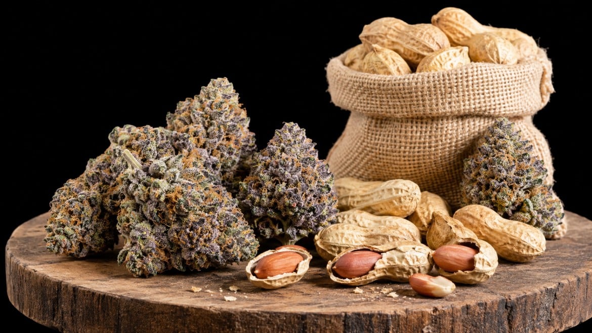 Peanut Butter Breath cannabis buds next to peanuts on a wooden surface