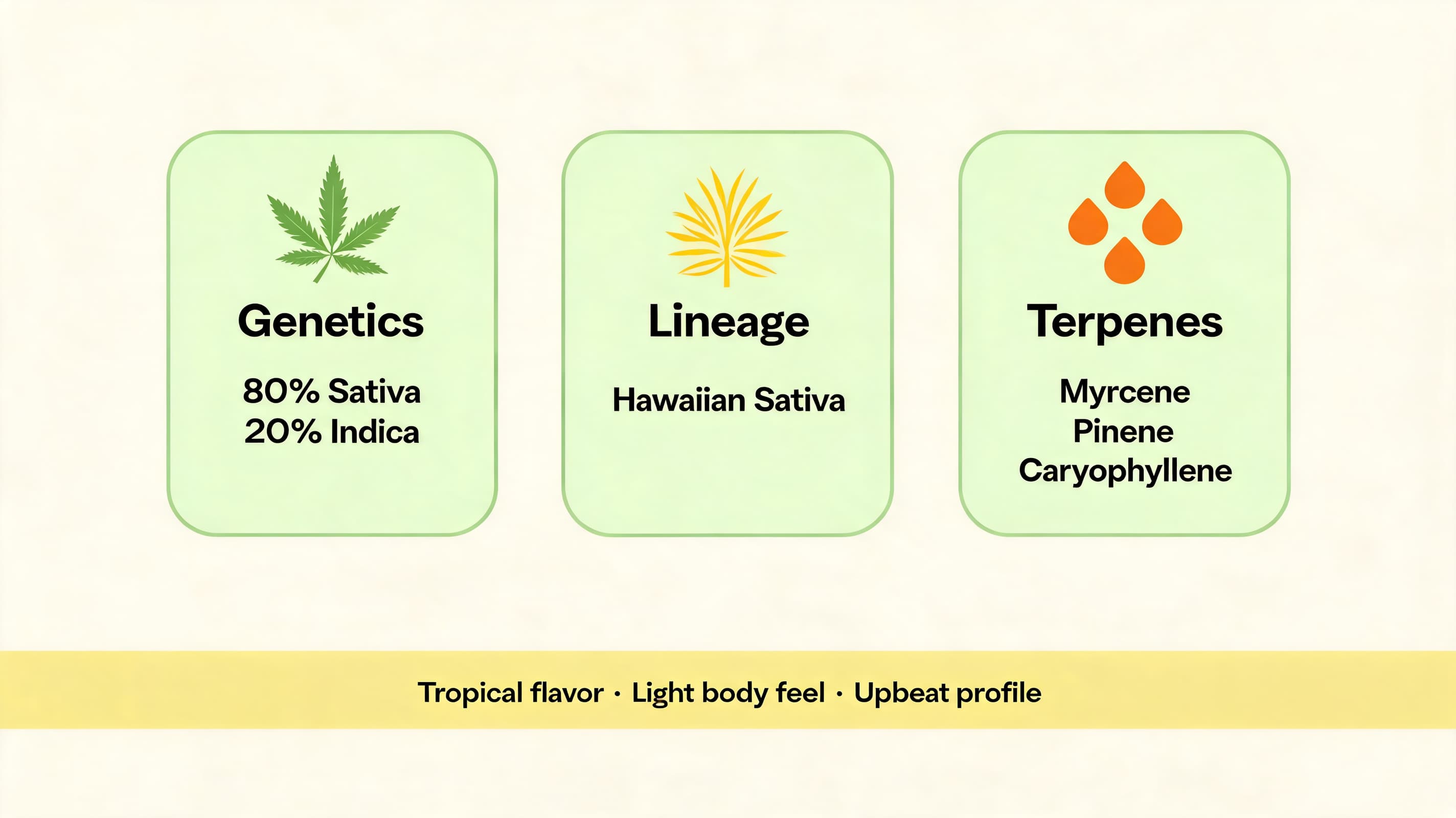 maui wowie genetics lineage and terpene profile infographic with matching tropical cards