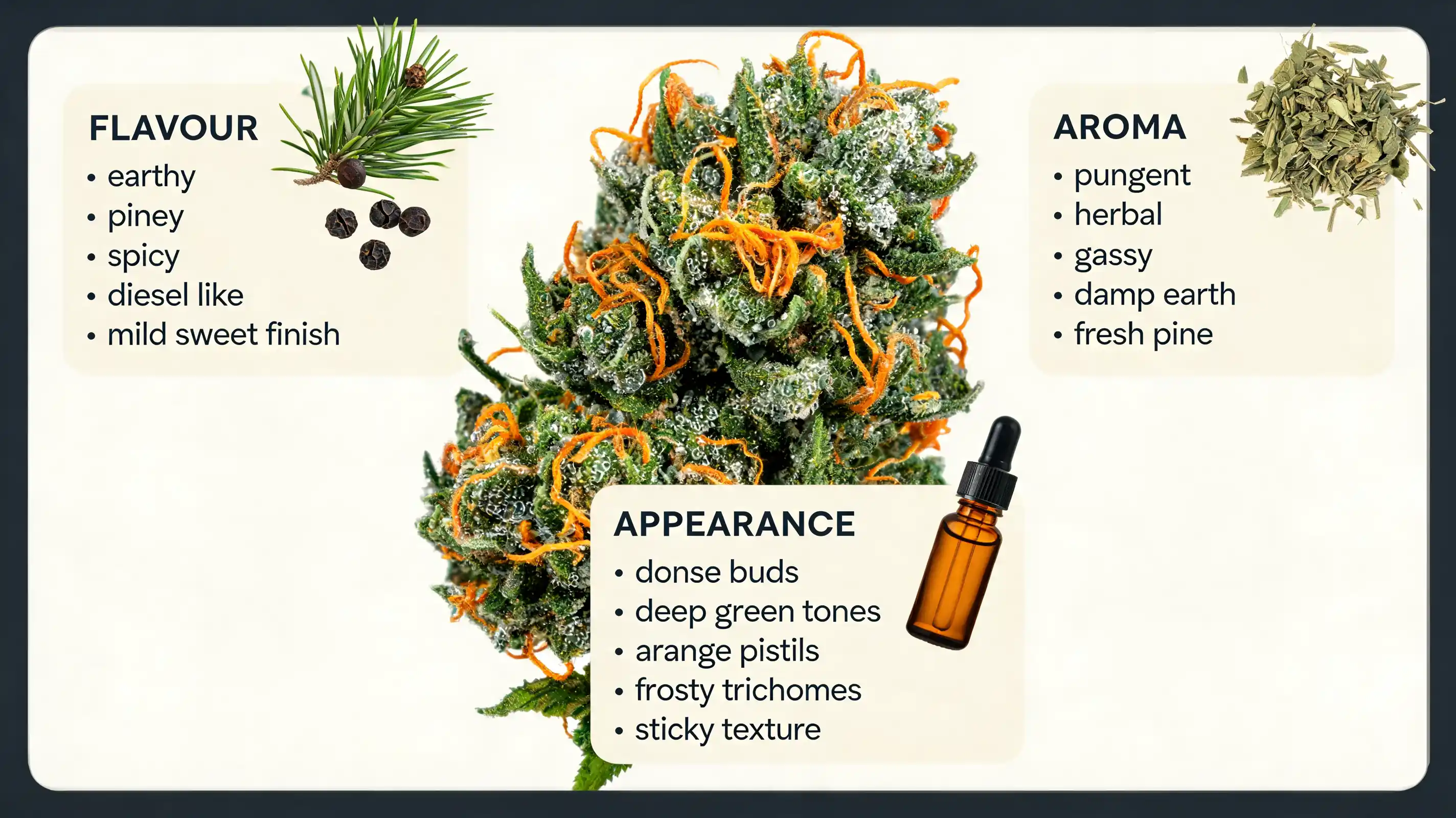skywalker og flavour aroma and appearance infographic with frosty buds pine herbs and diesel cues