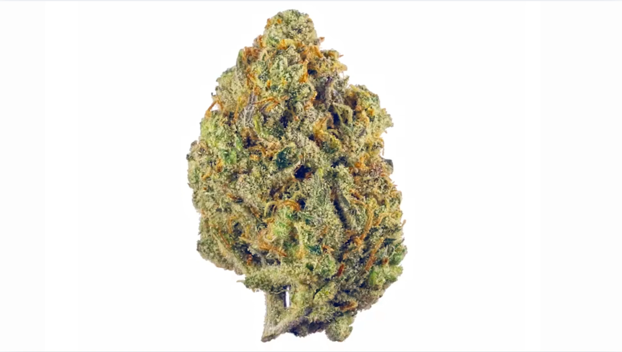 close-up cannabis flower bud with frosty trichomes, orange pistils, green leaves, and dense shape on white background