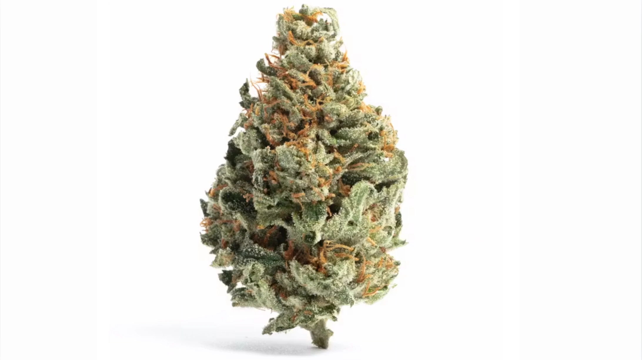 close-up frosty cannabis flower bud with orange pistils, green leaves, and dense high-thc structure on white background