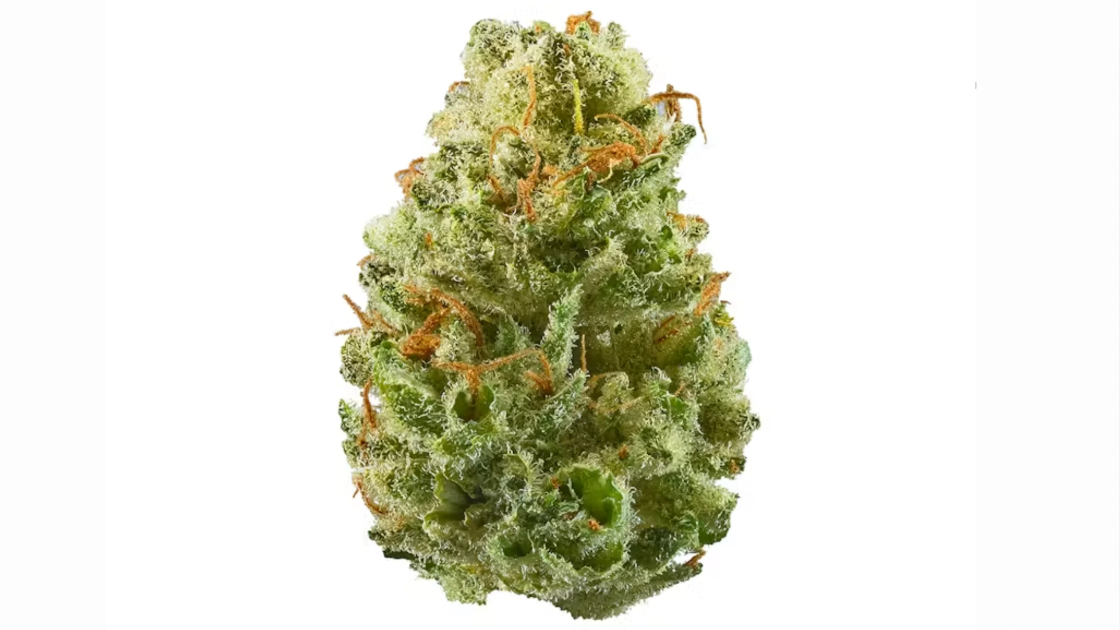 close-up green cannabis flower bud with frosty trichomes, orange pistils, leafy texture, and dense sativa structure