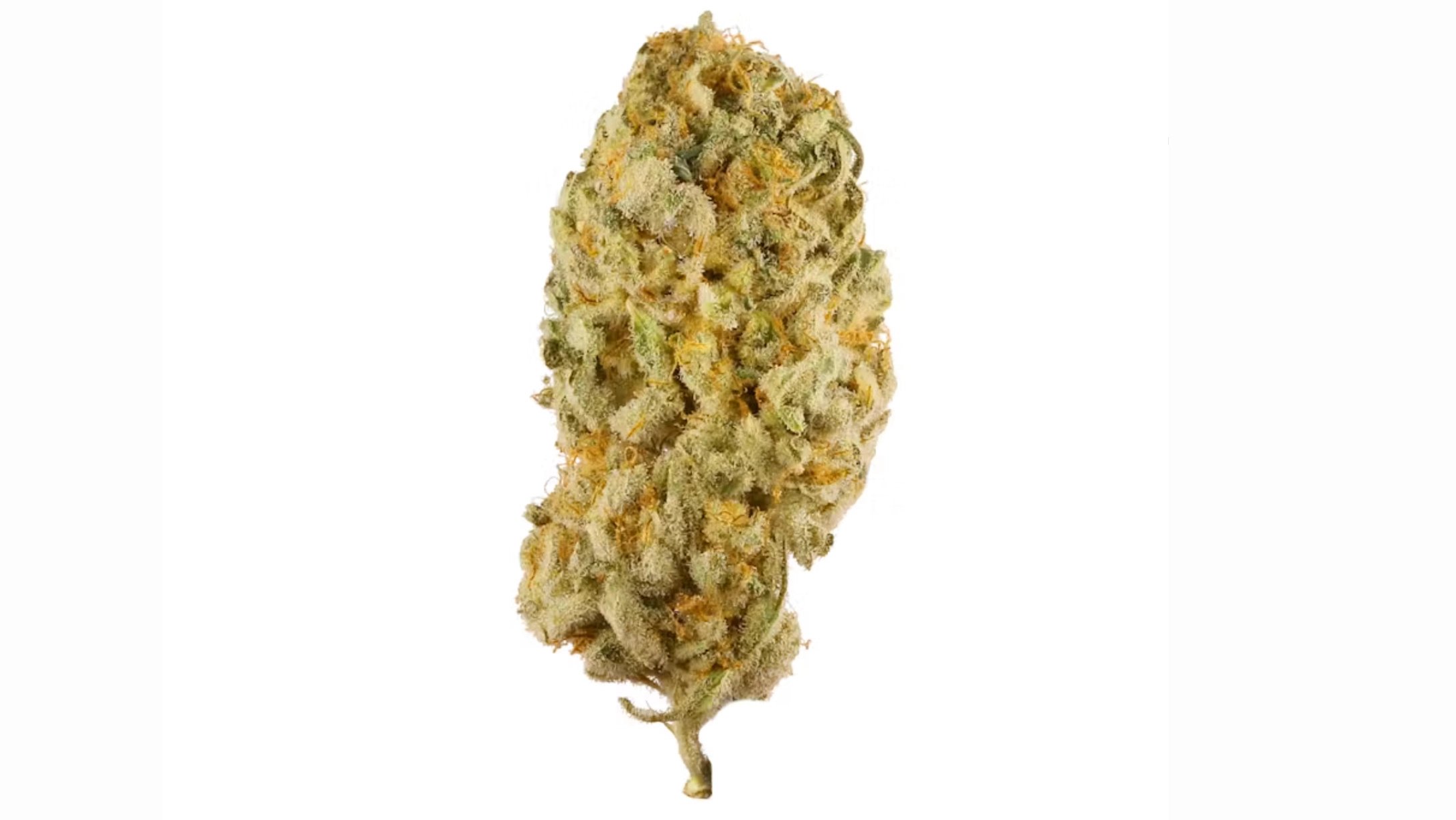 close-up pale green cannabis flower bud with frosty trichomes, orange pistils, and dense structure on white background
