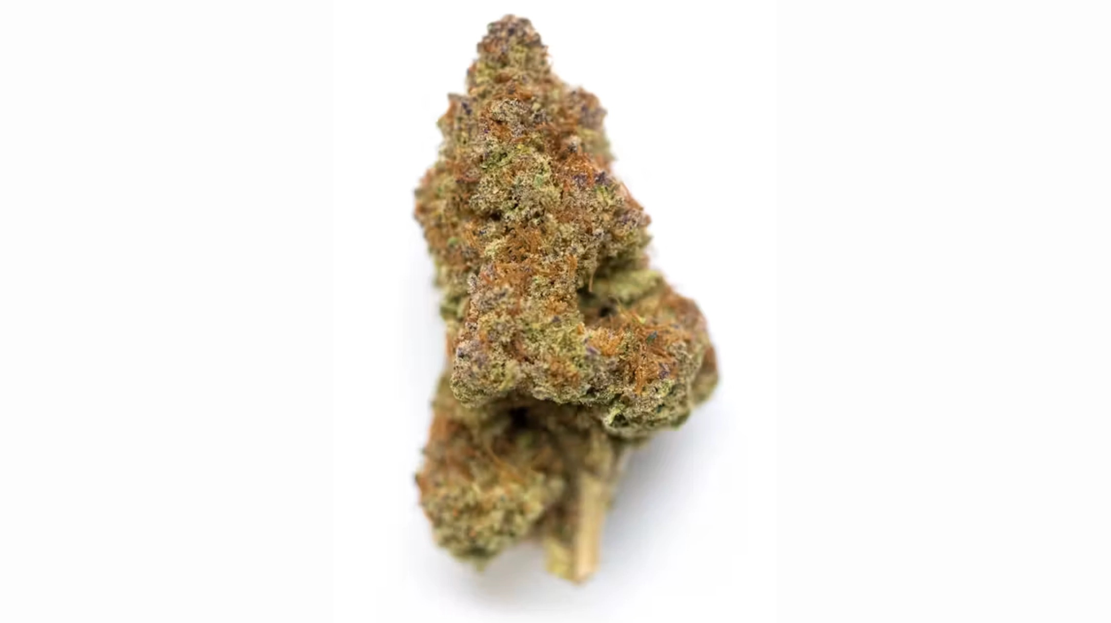 close-up photograph of a frosty cannabis flower bud showing dense trichomes, orange pistils, and high-potency sativa