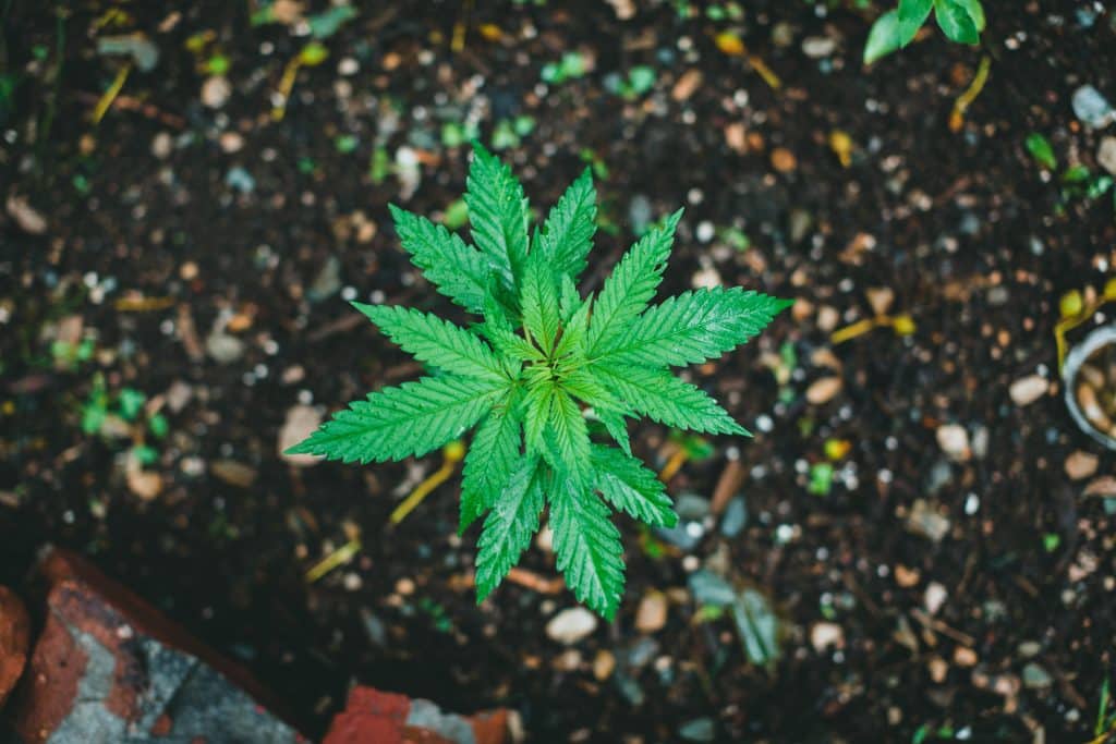 Medical Cannabis Vaping in Georgia: Laws, Products, Eligibility & THC Limits